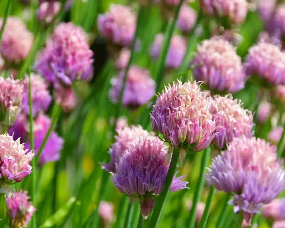 Pink flowers on the tops of a field of chives are illuminated in this image.