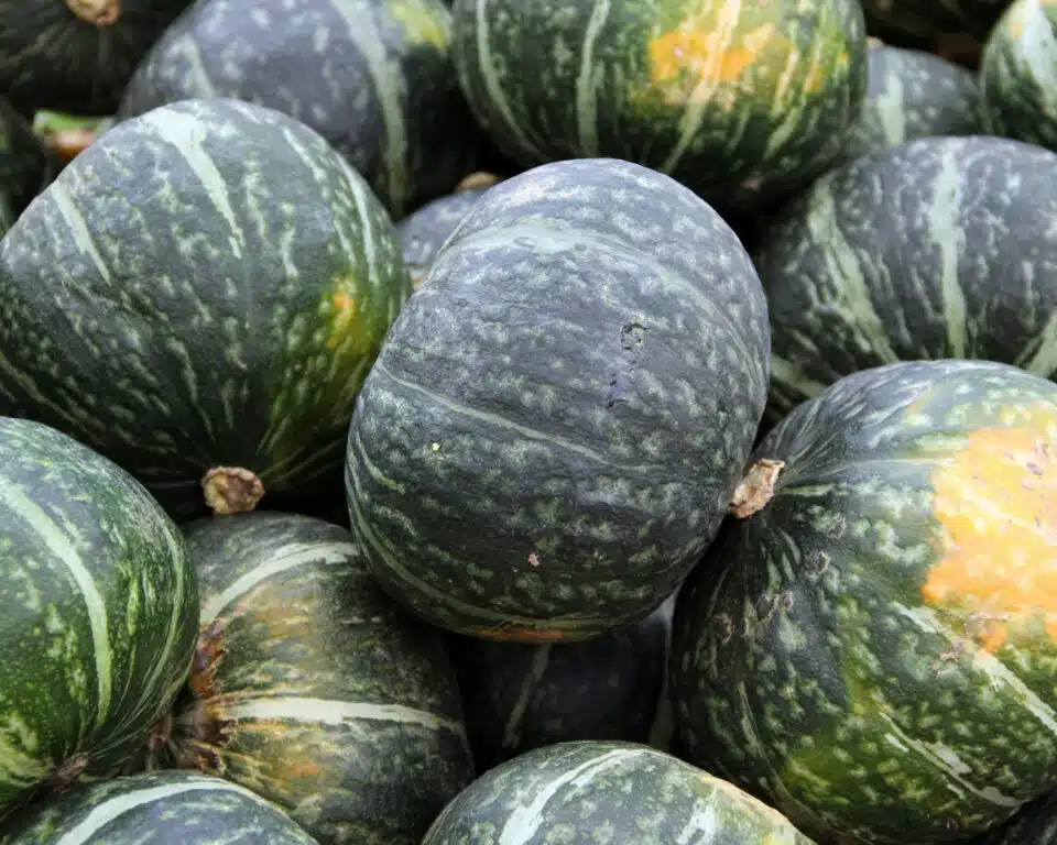 Looking down on a crop of Kabocha squash recently harvested.