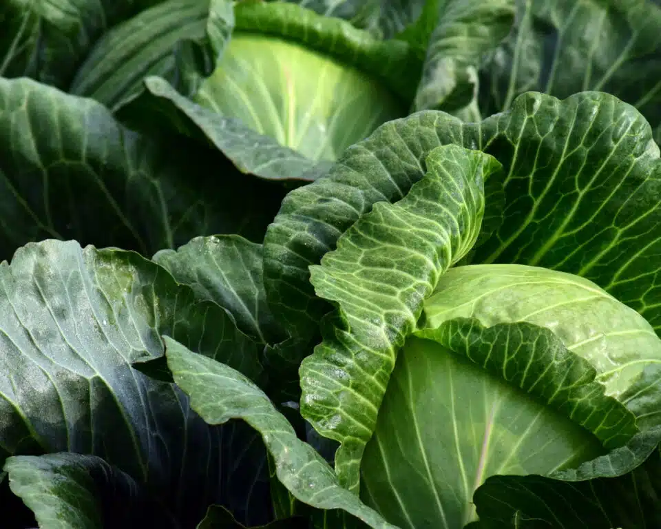 Looking down into a bunch of cabbage, resembling the kind found on Kerguelen island.