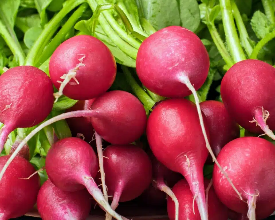 Radishes are bunched together with their root ends pointing toward the camera and the greens visible in the background.