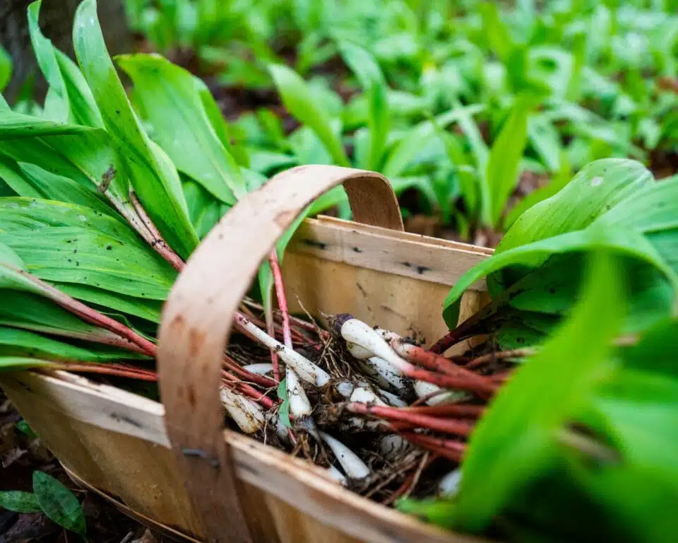 A basket of freshly-picked ramps sits in front of a field with more ramps waiting to be picked.