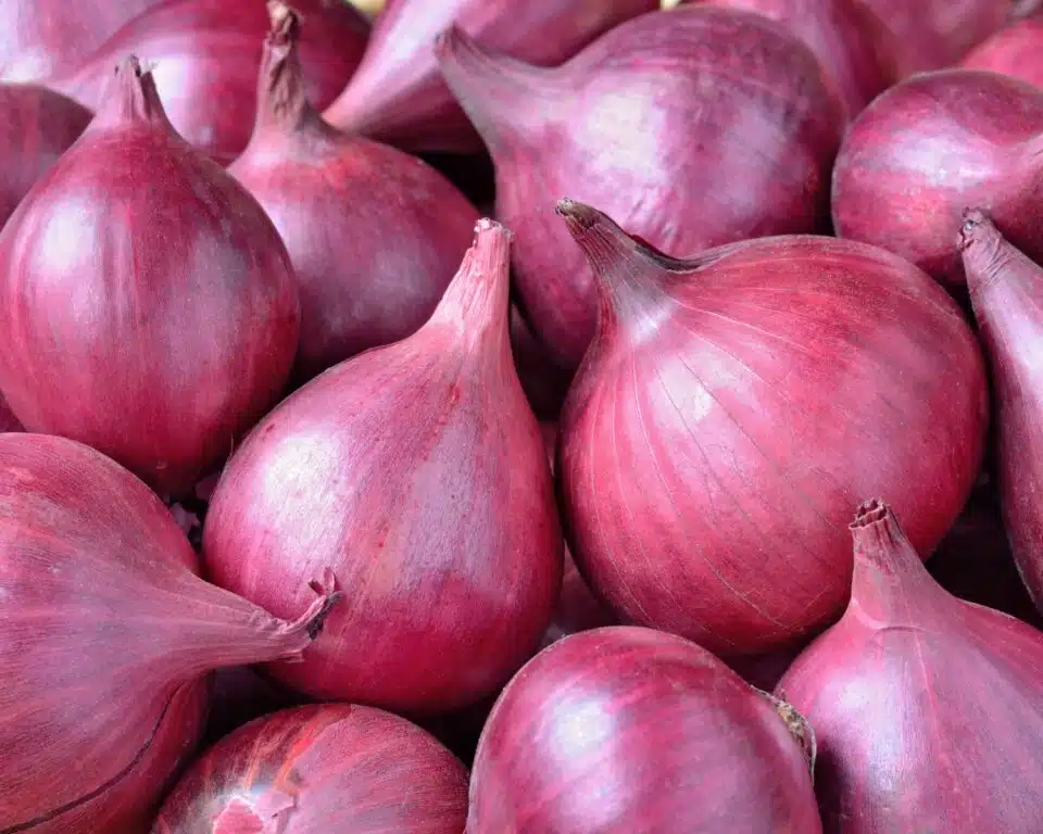 A closeup of several red onions.
