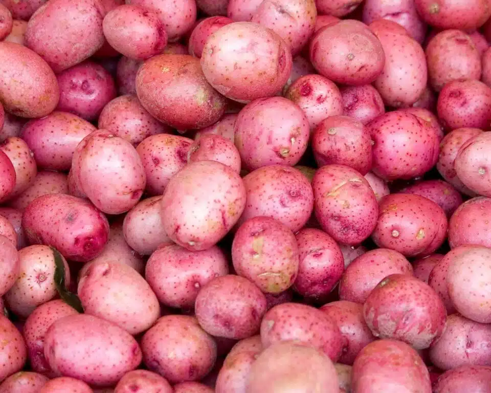 Looking down on a big bunch of red potatoes, showing off their bright pink skins.