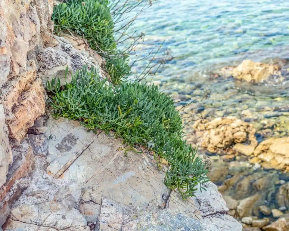 An image of rock samphire growing on a cliff next to the ocean.