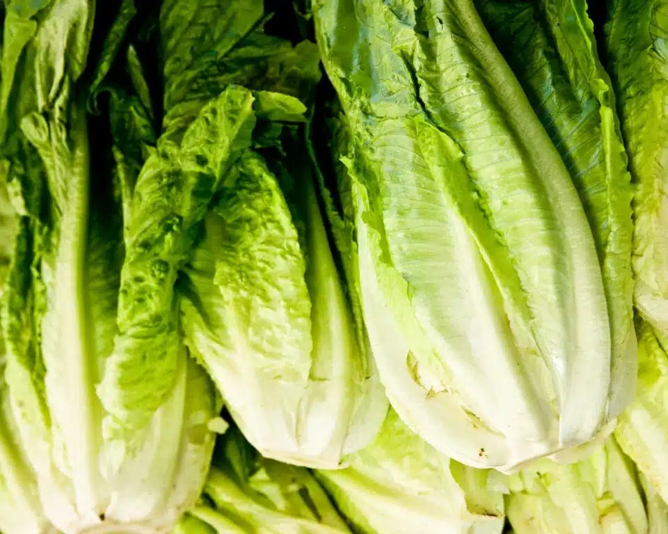 A closeup photo of romaine lettuce heads sitting next to each other.