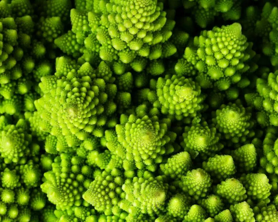 A closeup of romanesco vegetables showing off the bright green vegetable.