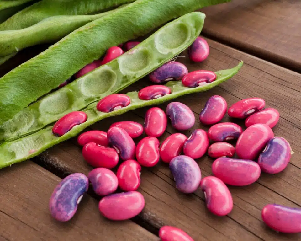 A photo of runner beans, showing bright pink and purple beans in the center.