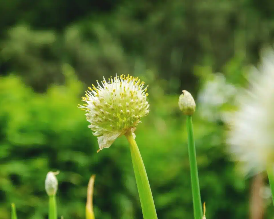 A sprouted welsh onion has other stems next to it. There is a blurred image of greenery in the background.